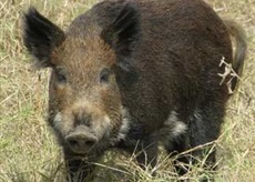 Кабан, дикая свинья. Биологические сведения