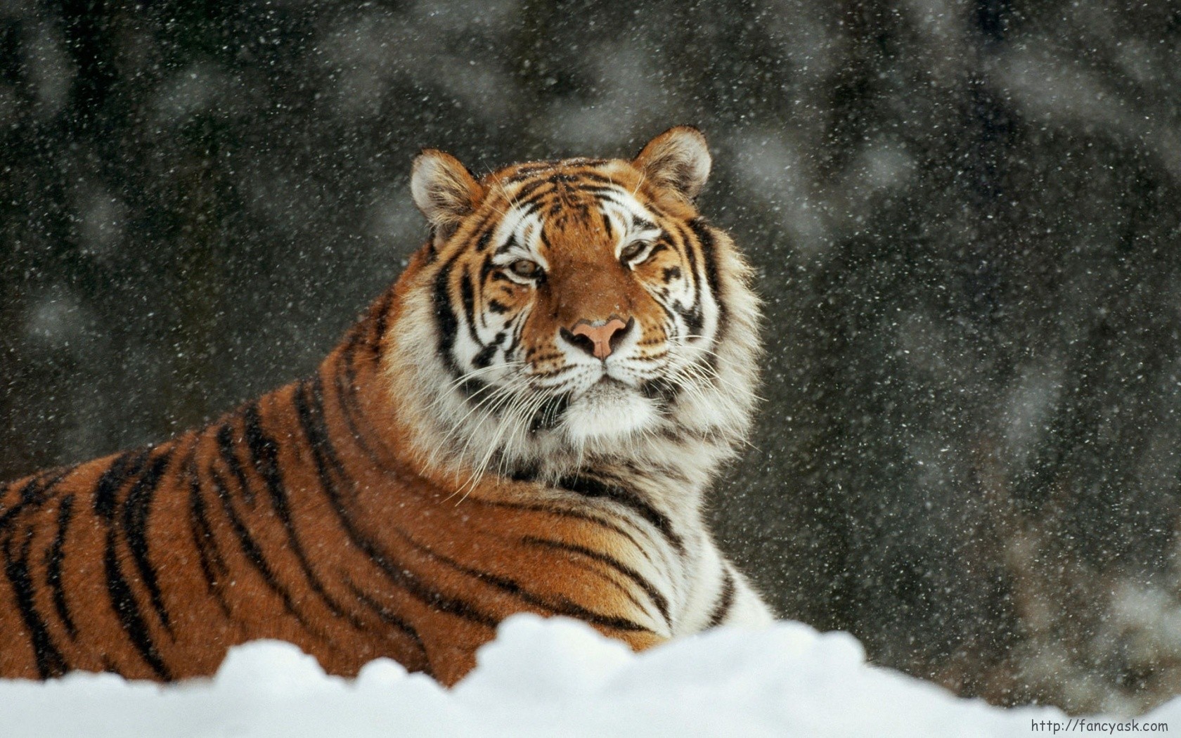 Характеристика амурского тигра