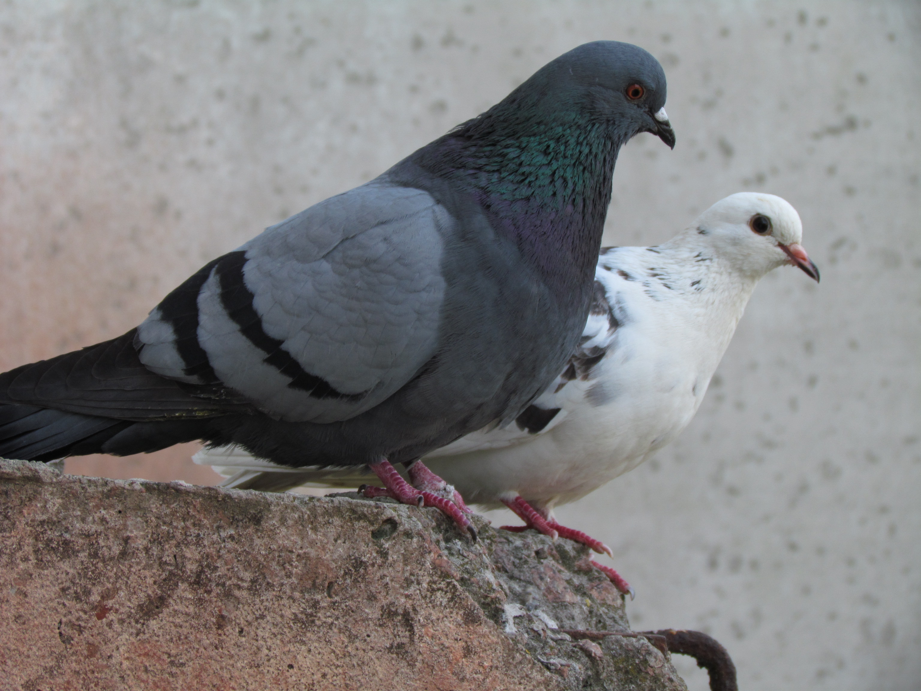 Особенности поведения и образа жизни домашних голубей