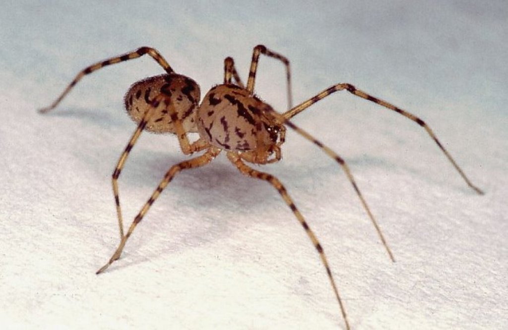 Видовой состав пауков