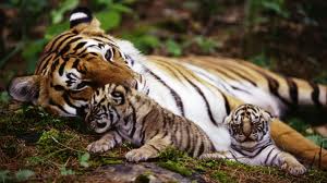 Тигр амурский – редкий вид
