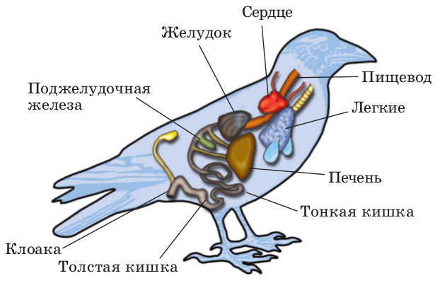 Внутренне строение птиц
