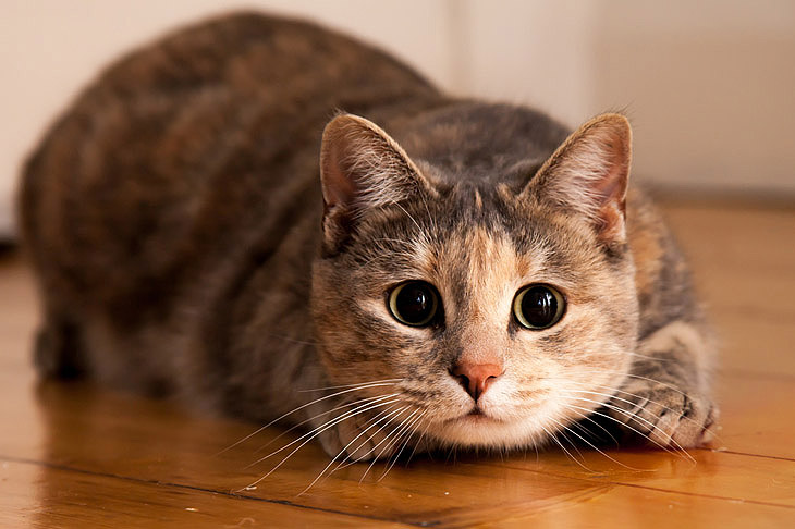 Почему у кошки светятся глаза