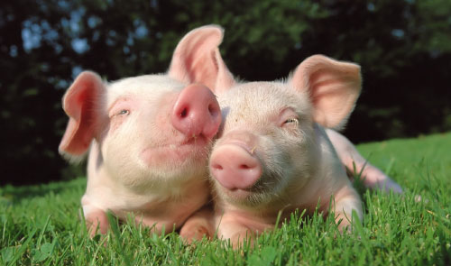 История одомашнивания  свиньи в разных странах мира