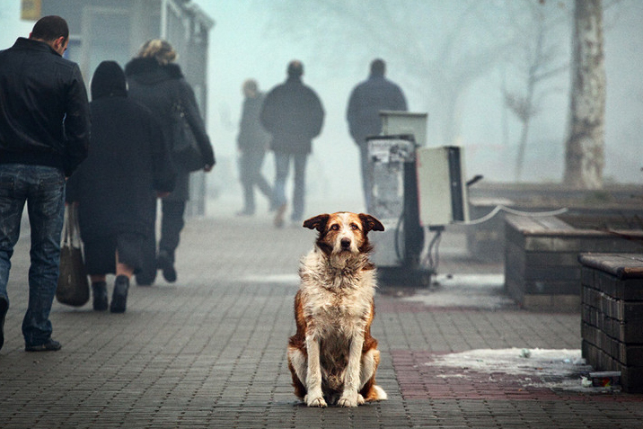 Причины появления в городе бездомных собак