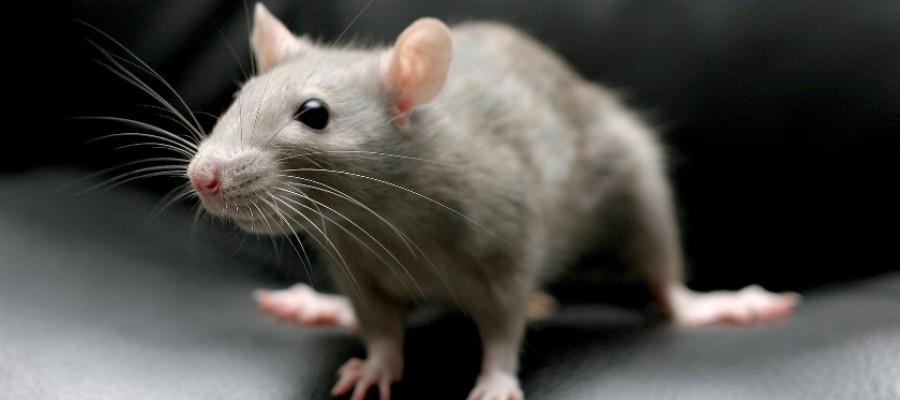 Факты и сведения о крысах