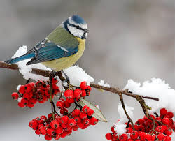 Чем питаются птицы зимой