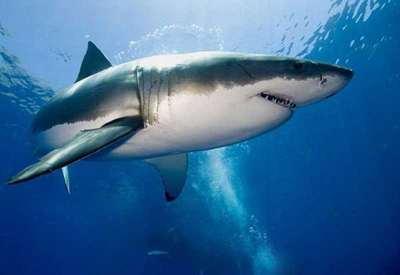 Особенности жизнедеятельности акул