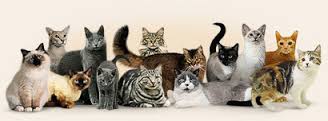 Породы кошек и их значение в жизни человека