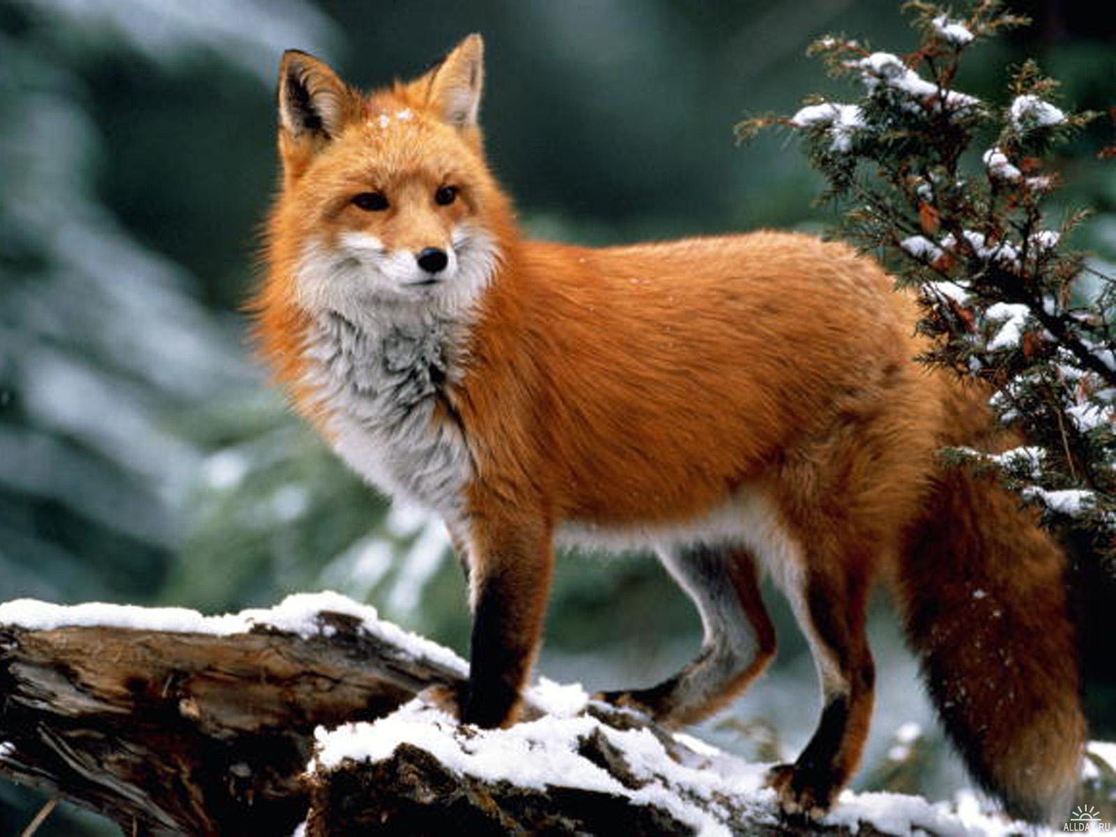 Образ жизни лисицы