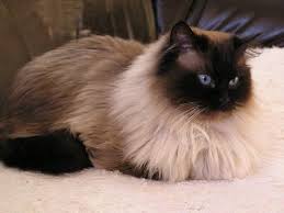 Чем отличается персидская порода кошек от остальных пород
