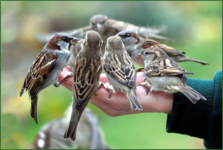 Роль птиц в природе. Польза и вред птиц для человека