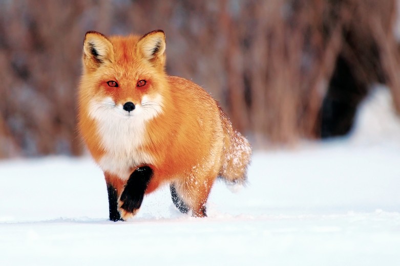 Жизнь лисицы в природе и ее повадки