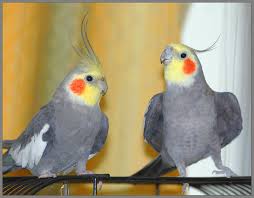 Как определить пол попугая