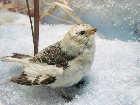 Воробей- зимующая птица Якутии