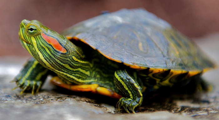 Домашние питомцы – красноухие черепахи