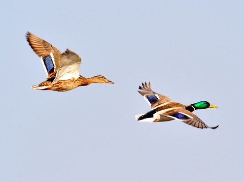 Птицы, обитающие в Омской области