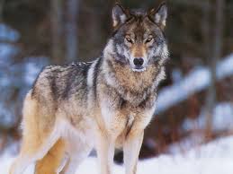 Волк - хищное животное Якутии