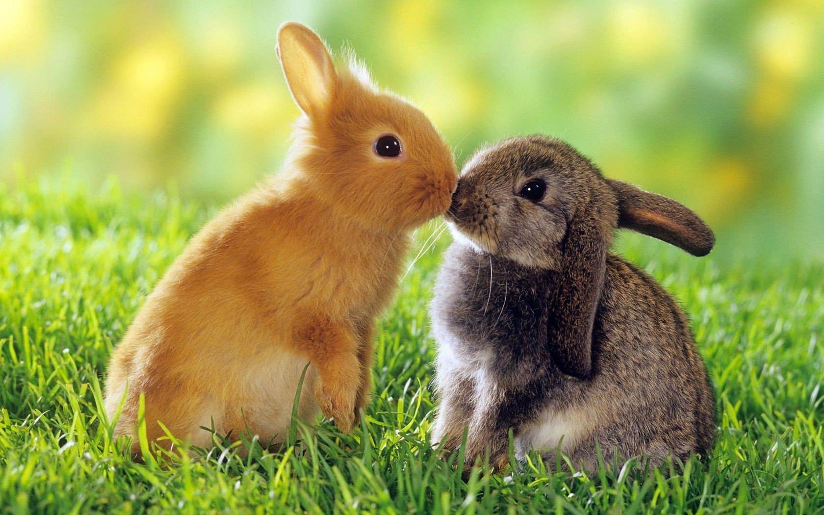 Как разводить и ухаживать за кроликами