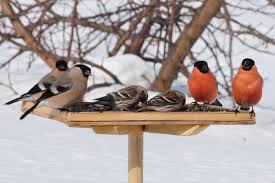 Влияние пищевого фактора на миграцию зимующих птиц