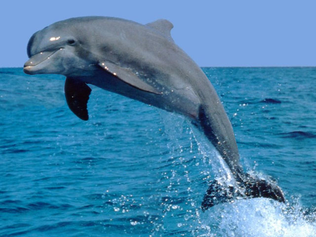 Дельфин как представитель животного мира