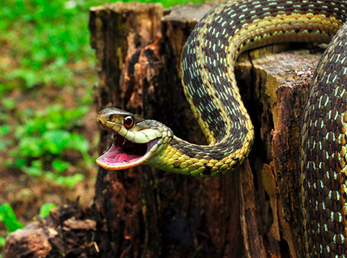 Характер и разновидности змей