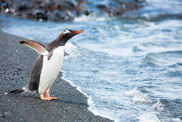 Скорость плавания пингвинов на небольших дистанциях может достигать свыше тридцати километров в час